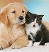 cane e gatto